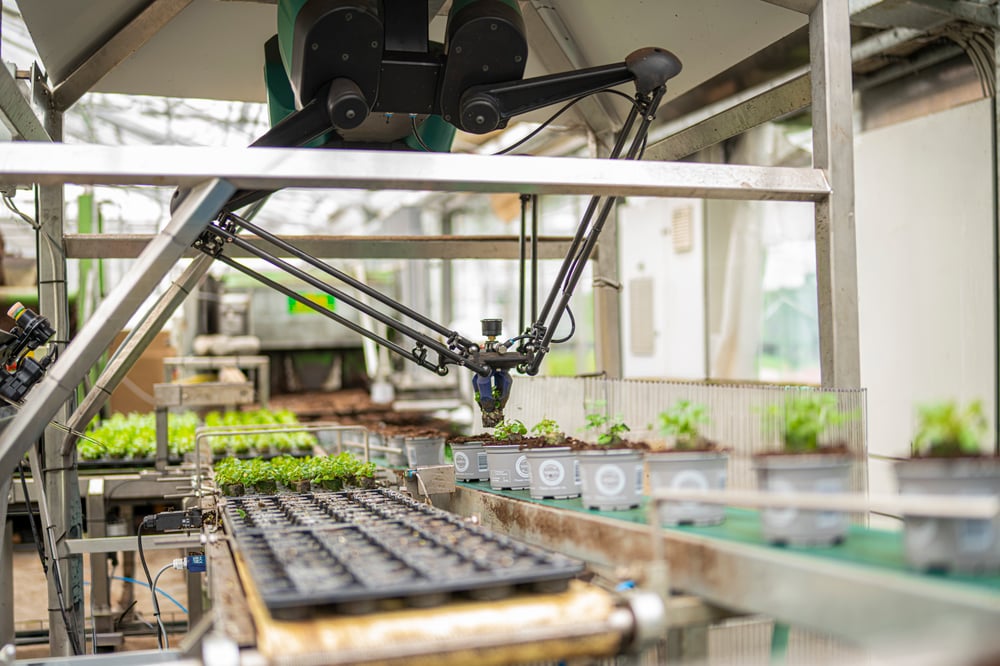 4XROBOTS_RosaDanica_1