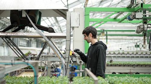 Greenhouse worker supervising collaborative robot in horticulture production
