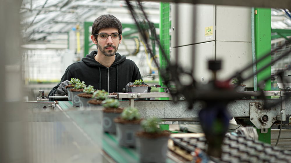 Robotic transplanting of cuttings in greenhouse production