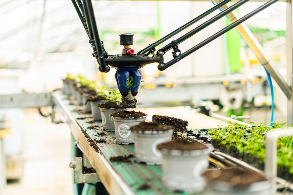greenhouse transplanting robot installed above conveyor system