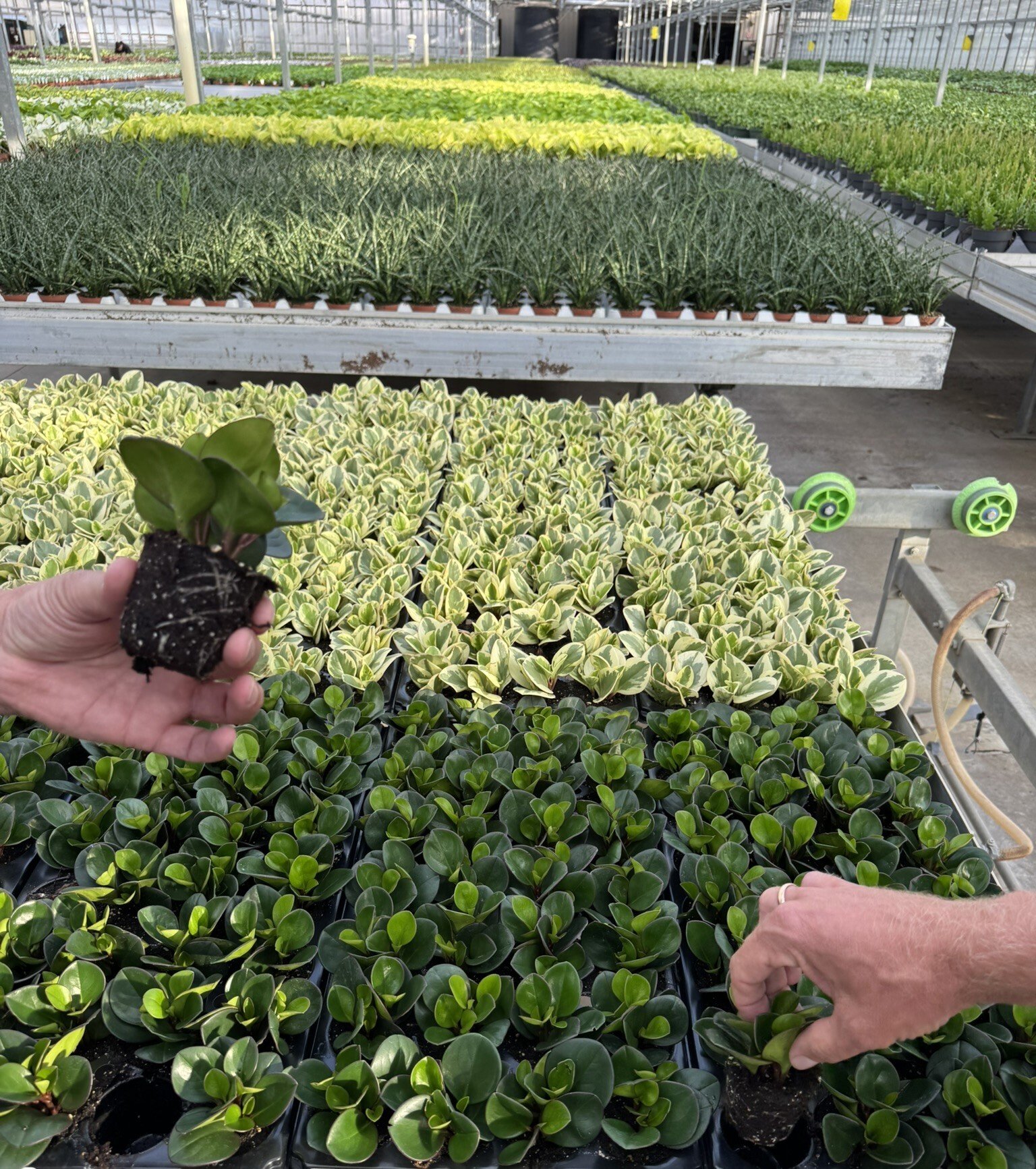 Lets talk crops Lets talk crops