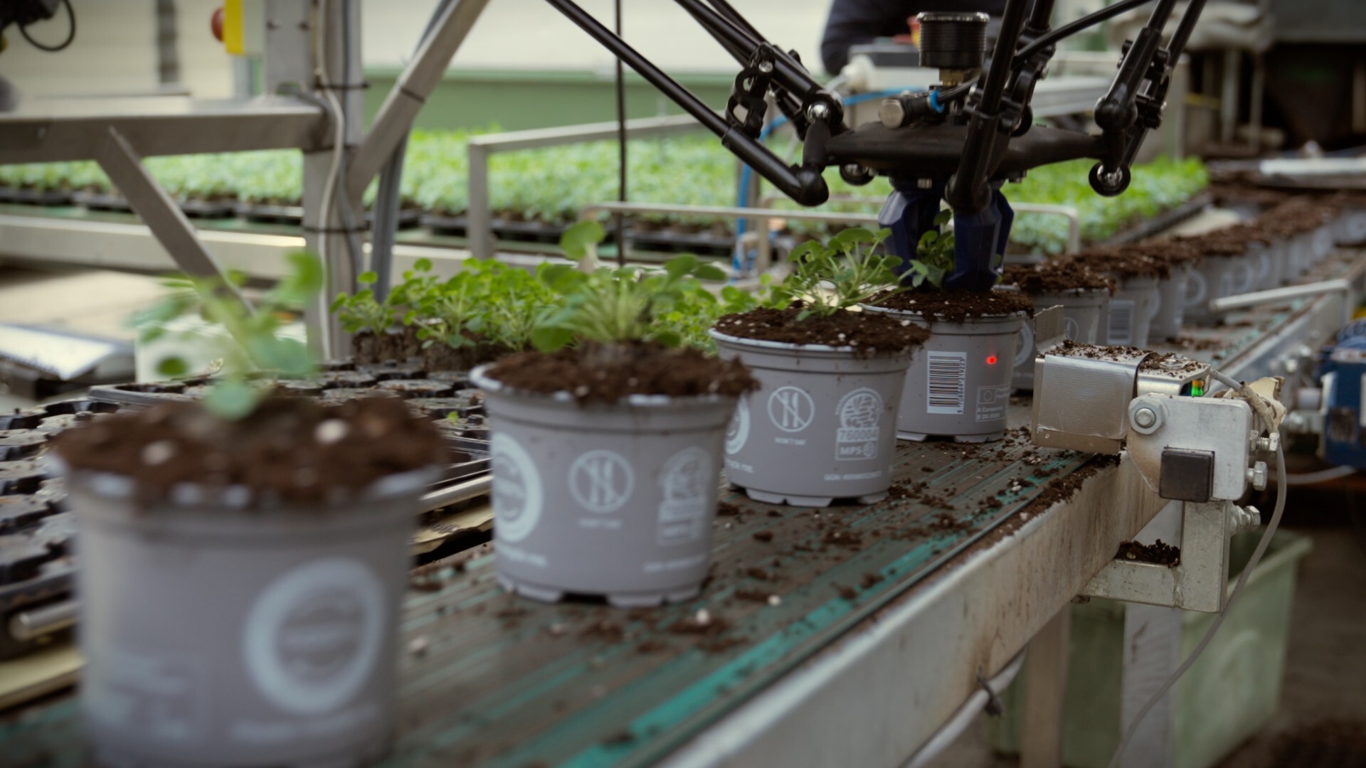 RosaDanica_easy installation_7